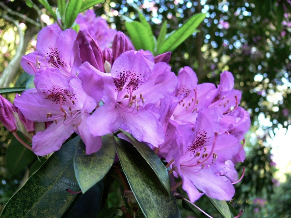 Bois des Moutiers (58) Juin 2012